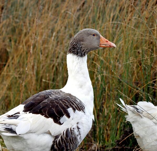 Faidiesel: Profile and Overview