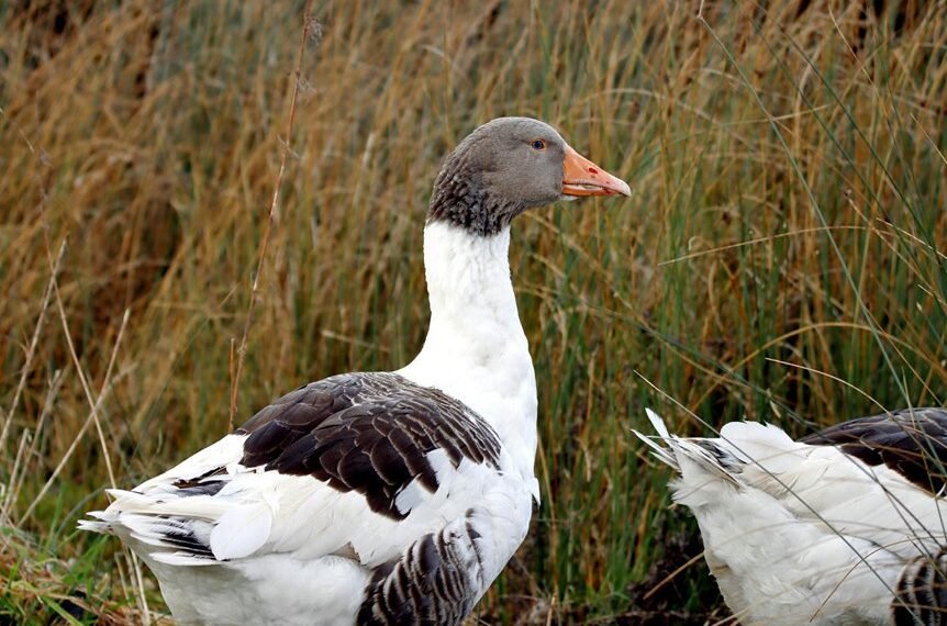 faidiesel profile summary overview