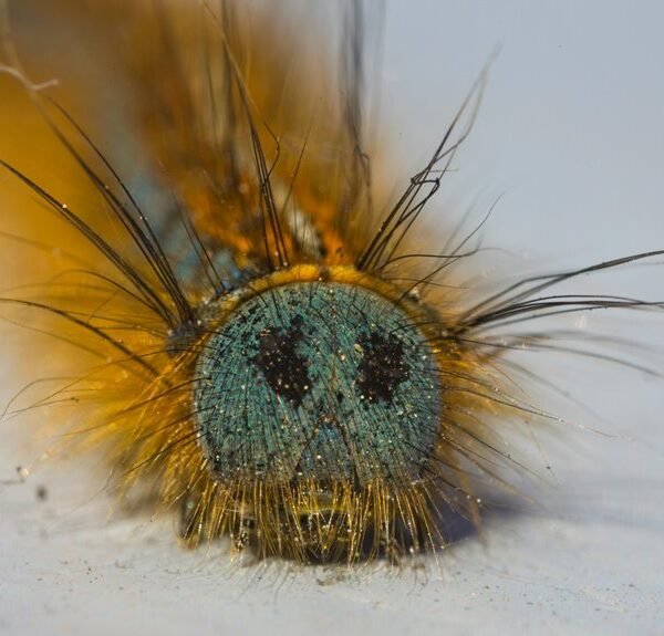 klupzo333 bug fix guide