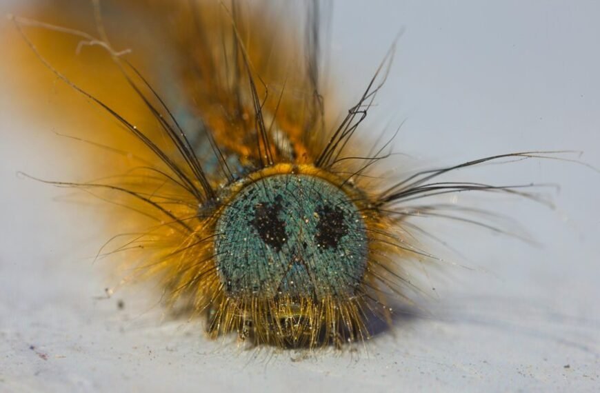 klupzo333 bug fix guide