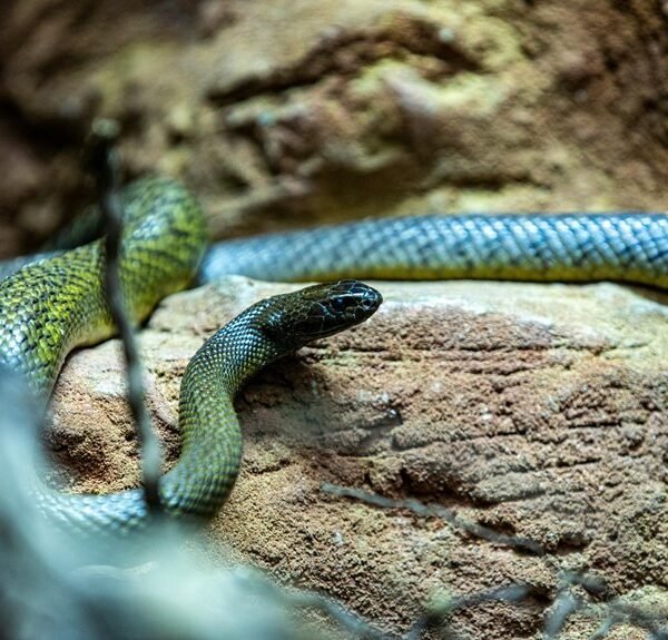 longest snake on record