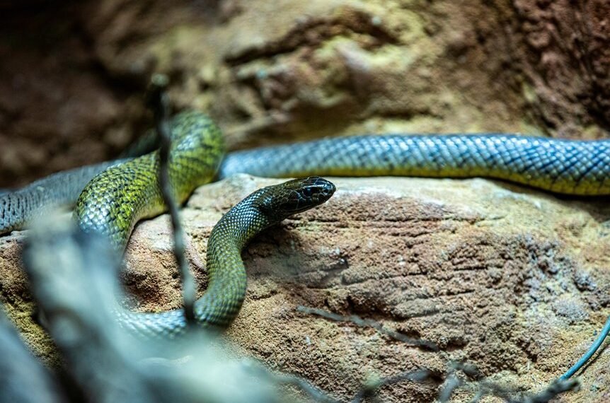 longest snake on record