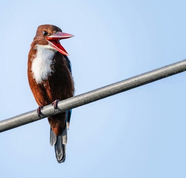 public complaint call behavior