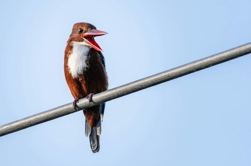 public complaint call behavior