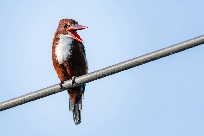 public complaint call behavior